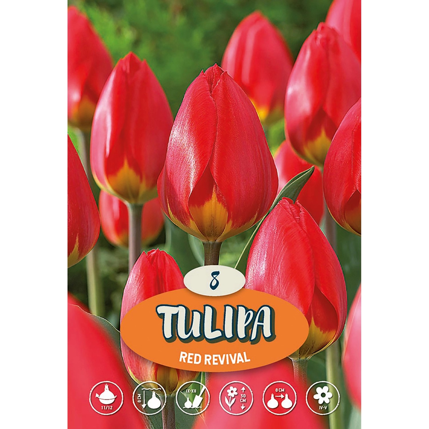 Tulipány Red Revival