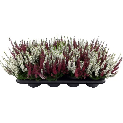 Vřes obecný červeno-bílý průměr květináče cca 12 cm Calluna