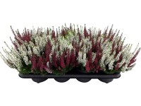 Vřes obecný červeno-bílý průměr květináče cca 12 cm Calluna