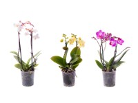 Orchidej Phalaenopsis, 2 výhonky, 35-55 cm, různé barvy, pr. kv. 9 cm