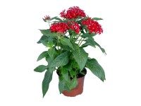 Pentas egyptská hvězda