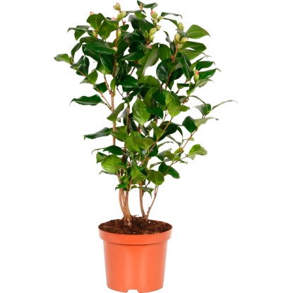 Kamélie "Camellia japonica Dr. King"