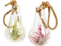 Aranžmá tillandsií (Tillandsia ionantha) ve skleněné nádobě, pr. cca 12 cm