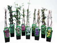 Popínavá rostlina, různé druhy, 35 cm, pr. 9 cm