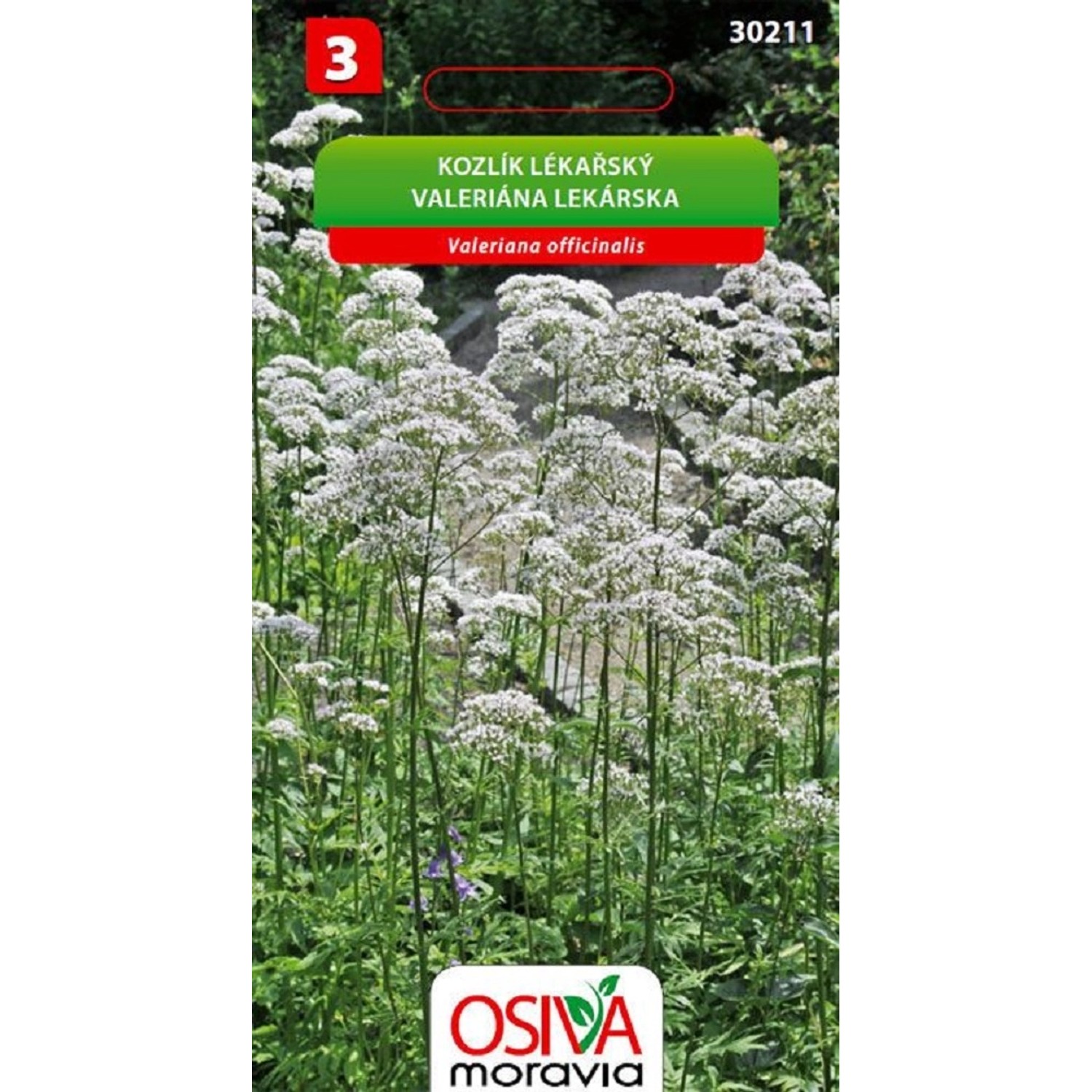 Semínka Kozlík lékařský (Valeriana officinalis)