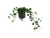 Barvínek menší (Vinca minor) 