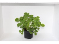 Jahodník převislý plodící vícekrát ročně, pr. květináče 11 cm