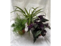 Pokojové rostliny Klasik, pr. květináče 12 cm