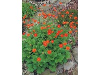 OBI Kuklík šarlatový oranžový průměr květináče cca 13 cm Geum