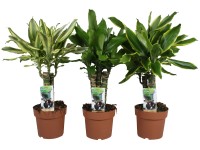 GROW by OBI Dračinec (Dracaena fragrans), různé odrůdy, pr. cca 17 x 55 - 75 cm