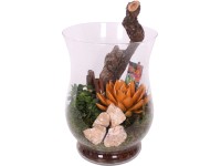 Podzimní aranžmá sukulentů ve skleněné váze, průměr nádoby cca 15 cm