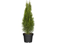 Zerav západní Brabant (Thuja occidentalis), pr. květináče cca 22 cm Zerav západní Brabant (Thuja occidentalis), pr. květináče cca 22 cm