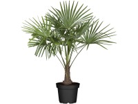Landgard Trachykarpus žíněný (Trachycarpus fortunei) výška 100-120 cm, pr. 30 cm