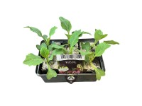 Landgard Kapusta hlávková(Brassica oleracea var. capitata var. sabauda)6ks miska