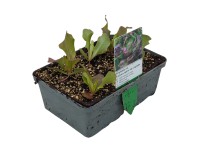 Landgard Salát hlávkový červený (Lactuca sativa var. Capitata) 6 ks v misce