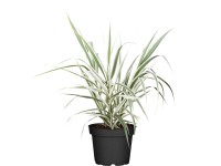 Grow by OBI Trsť rákosovitá 