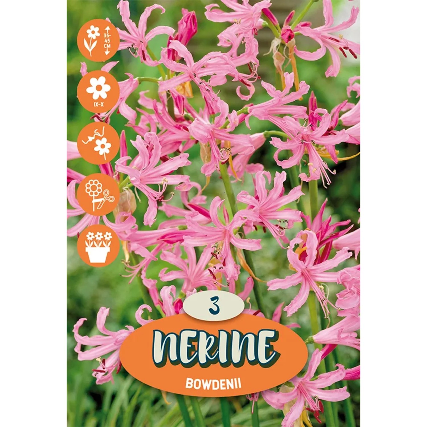 Amarylis zahradní " Nerine bowdenii"růžový
