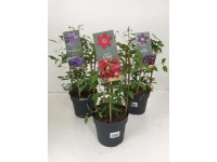 Plamének (Clematis Hybriden), různé druhy, 35 cm, pr. 9 cm