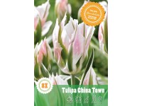 Tulipán Viridiflora China Town