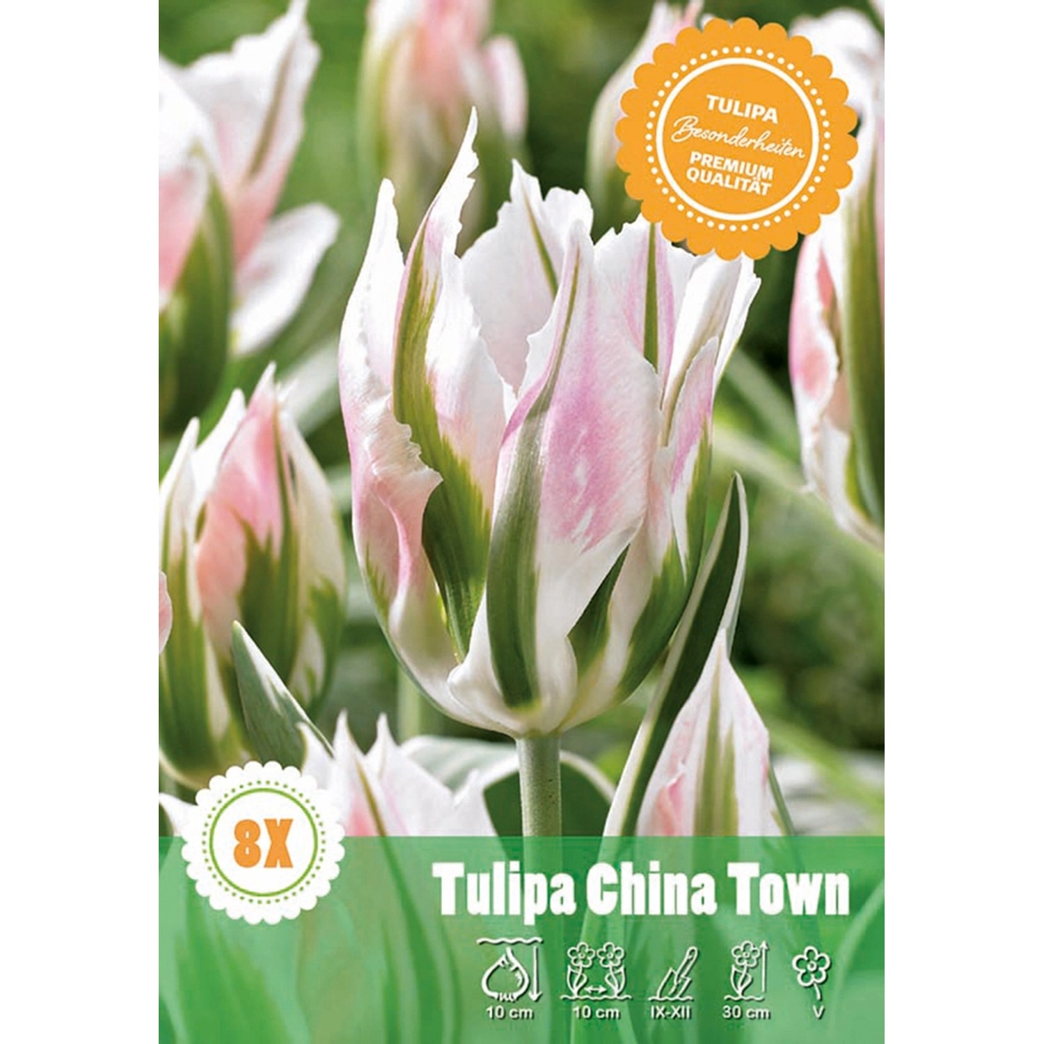 Tulipán Viridiflora China Town