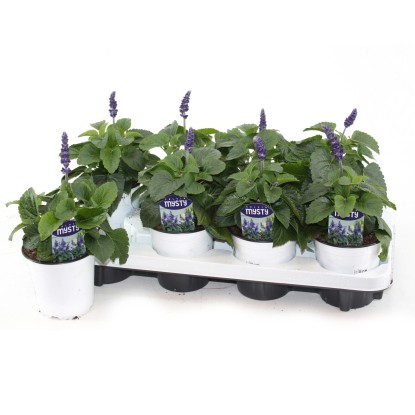 GROW by OBI Šalvěj pomoučená (Salvia farinacea) "Mystic Spires" pr. 13 cm