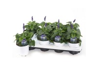 GROW by OBI Šalvěj pomoučená (Salvia farinacea) 