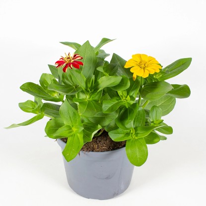 Ostálka sličná (Zinnia elegans) trio, 20-30 cm, pr. kv. 13 cm