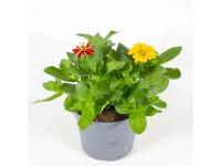Ostálka sličná (Zinnia elegans) trio, 20-30 cm, pr. kv. 13 cm