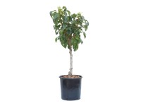 GROW by OBI Hrušeň obecná (Pyrus communis) 
