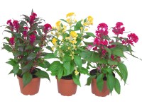 Nevadlec mix Nevadlec mix