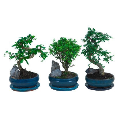 Bonsai s dekoračním kamenem průměr květináče cca 16 cm