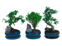 Bonsai s dekoračním kamenem průměr květináče cca 16 cm