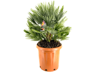 GROW by OBI Žumara nízká (Chamaerops humilis) 