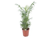 Chamaedorea sličná, pr. květináče cca 17 cm Chamaedorea sličná, pr. květináče cca 17 cm