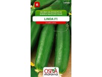 Semínka Okurka salátová polní Linda F1 (Cucumis sativus)