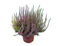 Q-Flower Vřes obecný (Calluna vulgaris) 