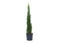 GROW by OBI Cypřiš stálezelený (Cupressus sempervirens), cca 80/100 cm, kv. 10 l
