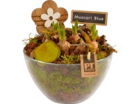 Jarní aranžmá s modřenci modré ve skleněné misce průměr květináče cca 17 cm