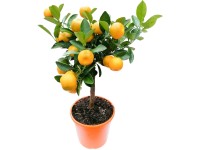 Grow by OBI Citrus mix na kmínku, pr. 15 x 40 cm