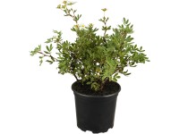 OBI Mochna křovitá (Potentilla fruticosa) bílá, výška 30-40 cm, cca 3 l
