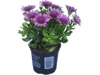 OBI Kapská kopretina různé cca 15-20 cm průměr cca 10,5 cm Osteospermum