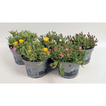 Kosmatec Cooperův Jewel (Delosperma cooperi) různé barvy, pr. kv. 12 cm