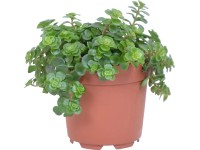 Rozchodník Rozchodník