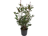 OBI Blýskalka OBI Blýskalka