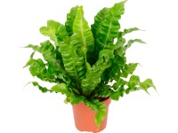 GROW by OBI Sleziník 