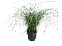Landgard Ostřice japonská (Carex oshimensis) 