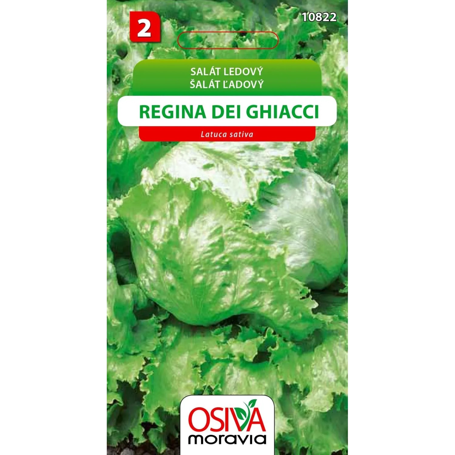 Semínka Salát ledový Regina Dei Ghiacci (Latuca sativa)