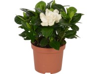 GROW by OBI Gardénie jasmínovitá krémově bílá průměr květináče cca 9 cm GROW by OBI Gardénie jasmínovitá krémově bílá průměr květináče cca 9 cm