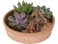 Aranžmá s echevérií v terakotové nádobě průměr květináče cca 24 cm Aranžmá s echevérií v terakotové nádobě průměr květináče cca 24 cm