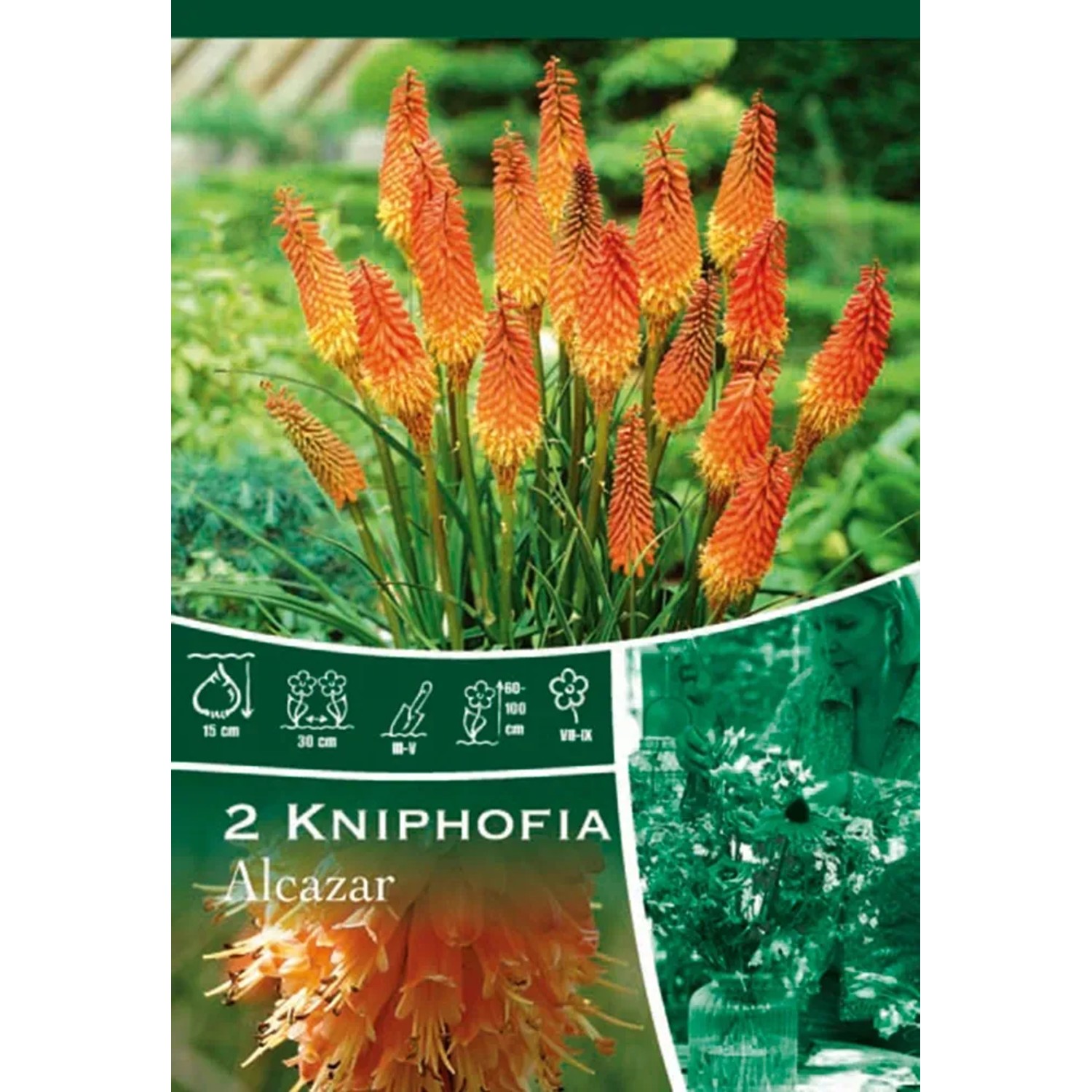 Knifofie "Alcazar" oranžová